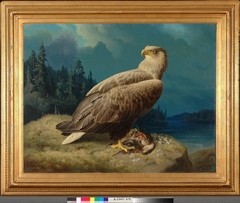 Old White-Tailed Sea Eagle by Ferdinand von Wright