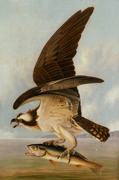 Osprey and Weakfish by John James Audubon