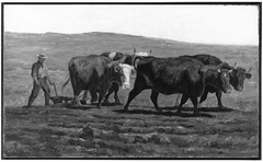 Oxen Plowing by Thomas R Robinson