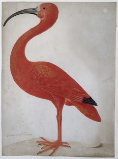 Scarlet Ibis with an Egg