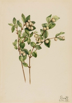 Snowberry (Symphoricarpos albus) by Mary Vaux Walcott