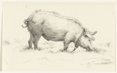 Staand waterend varken, naar rechts, in het gras by Jean Bernard