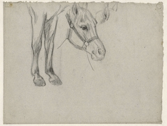 Studies van een paard by Jan Kuyper