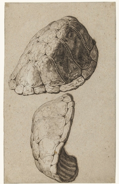 Study of a shell of a tortoise by Jacob de Gheyn II