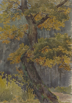 Study of Broadleaved Tree. Motif from Svätý Jur by Friedrich Carl von Scheidlin