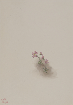 Untitled--Flower Study by Mary Vaux Walcott