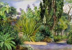 View in the Garden of Acclimatisation, Teneriffe by Marianne North