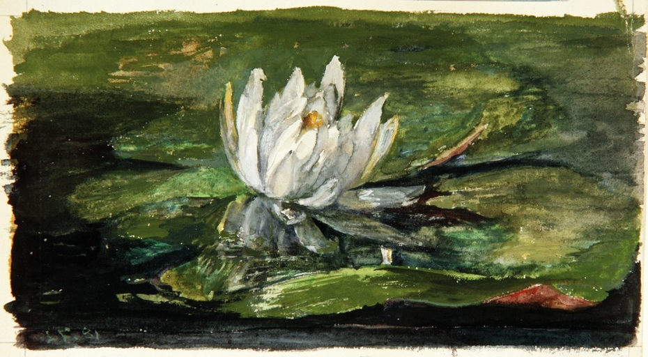 Water Lily in Sunlight