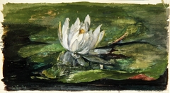 Water Lily in Sunlight by John La Farge