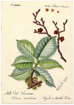 Wych or Scotch Elm (Ulmus montana) - William Catto - ABDAG016111 by William Catto