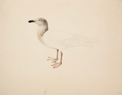 Young European Herring Gull ; unfinished by Magnus von Wright