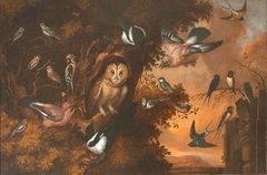An Owl being Mobbed by other Birds