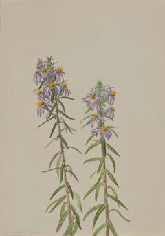 Aster (Aster hirariifolius) by Mary Vaux Walcott