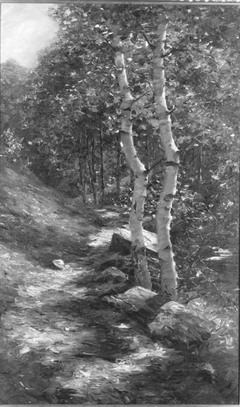 Birken in der Sonne (Waldweg) by Alexander Koester