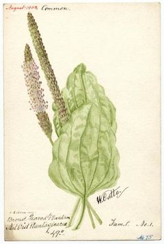 Broad leaved Plantain - William Catto - ABDAG016090 by William Catto