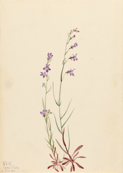 Brook Lobelia (Lobelia kalmii) by Mary Vaux Walcott