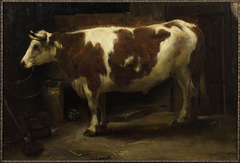 Brown and White Bull
