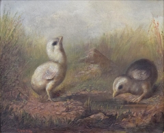 Chicks by Frederick A Spang