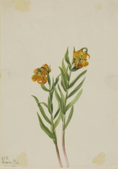 Columbia Lily (Lilium columbianum) by Mary Vaux Walcott