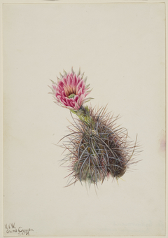 Cucumber Cactus by Mary Vaux Walcott