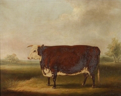 Hereford Cow by William Henry Davis