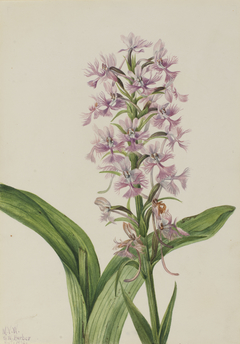 Large Purple Fringe-Orchid (Habenaria grandiflora) by Mary Vaux Walcott