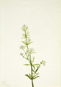 Northern Bedstraw (Galium boreale) by Mary Vaux Walcott