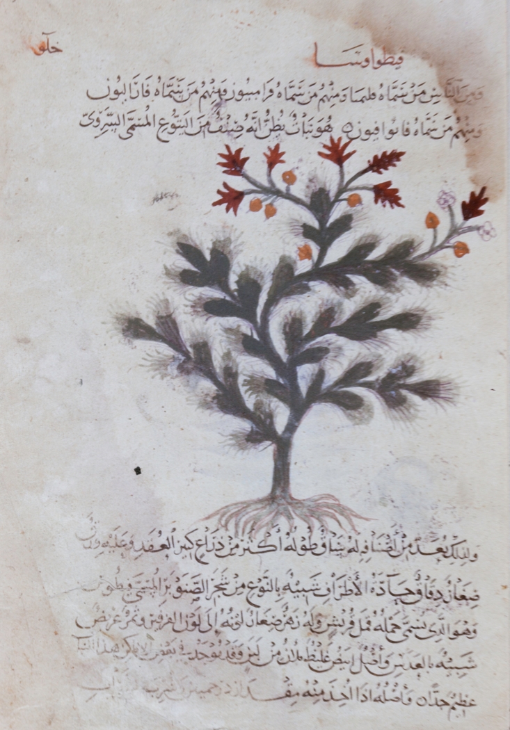Page from the Materia Medica