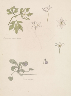 Schetsen van anemoon en bosviooltje by Julie de Graag