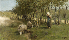Sheep in Dekkersduin