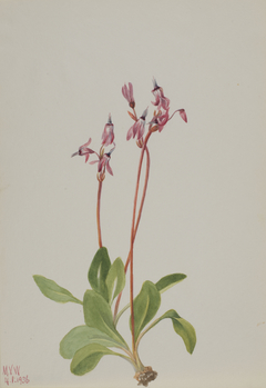 Shooting Star (Dodecatheon hendersonii) by Mary Vaux Walcott