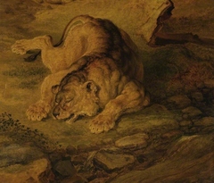 Sleeping lioness by James Ward