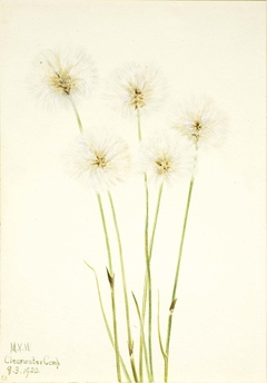 Slender Cotton-Grass (Eriophorum chamissonis) by Mary Vaux Walcott