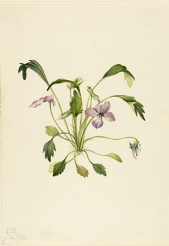 Southern Bird's Foot Violet (Viola digitata) by Mary Vaux Walcott