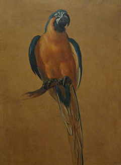 Study of a parrot by Jean-Baptiste Oudry