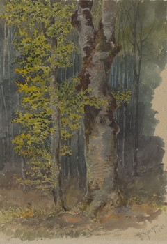 Study of a Trunk Branching Out by Friedrich Carl von Scheidlin