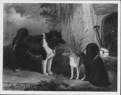 Three Dogs: An Eskimo Dog, A Basenji from the Niger and Nelson, a Poodle by Thomas Musgrave Joy