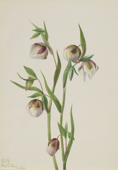 White Fairy Lantern (Calochortus albus) by Mary Vaux Walcott