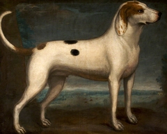 A Spotted Hound by Anonymous