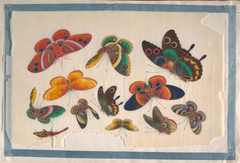 Album Containing Twelve Paintings of Insects by anonymous painter