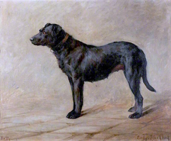 'Betty', a Black Labrador by Evelyn Blacklock