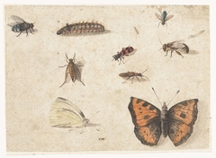 Blad met negen insecten by Jan van Kessel I
