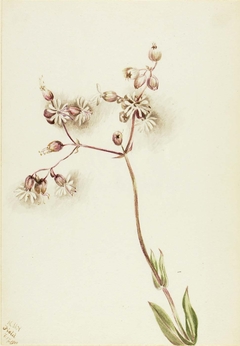 Bladder Campion (Silene latifolia) by Mary Vaux Walcott