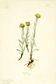 Buff Pussytoes (Antennaria luzuloides) by Mary Vaux Walcott