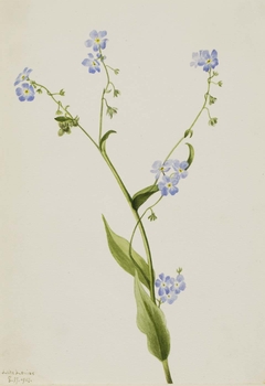 Bur-forget-me-not (Lappula diffusa) by Mary Vaux Walcott