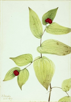 Fairy-Bells (Disporum trachycarpum) by Mary Vaux Walcott