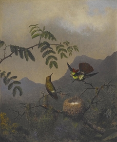 Frilled Coquette by Martin Johnson Heade
