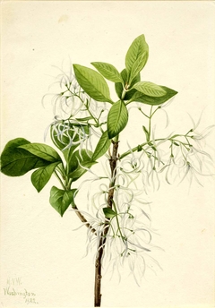 Fringe Tree (Chionanthus virginica) by Mary Vaux Walcott