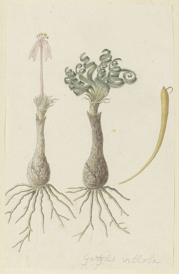 Gethyllis lanuginose; links de knol met bloem, rechts de knol met bladeren en daarnaast een peul