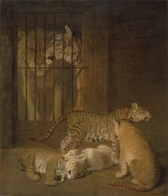 Group of Whelps Bred between a Lion and a Tigre